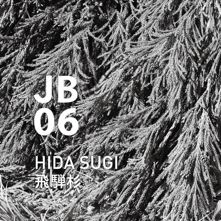 @aroma Pure Essential oil JB06 HIDA SUGI
