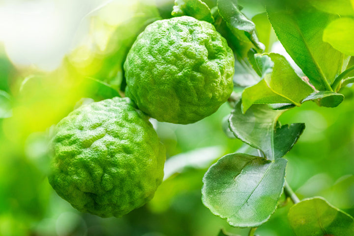 bergamot